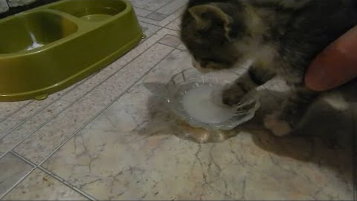 Как приучить кошку пить воду?