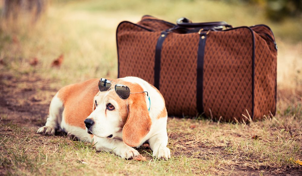 Маленькие породы собак для путешествий