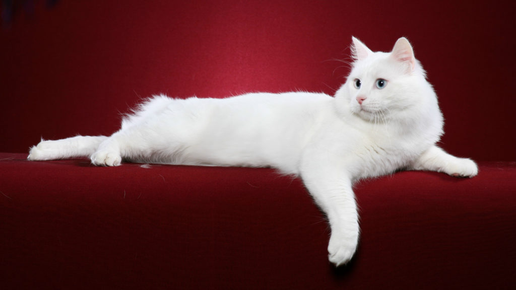 Турецкий ван кошка : содержание дома, фото, купить, видео, цена