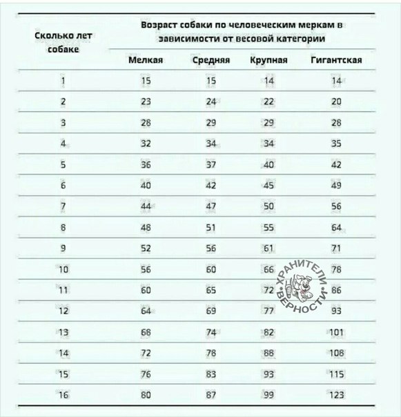 Как определить сколько лет собаке по человеческим меркам таблица фото