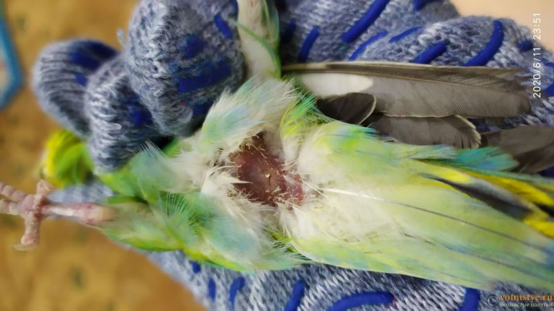 Попугай кеа: все о хищной птице из новой зеландии