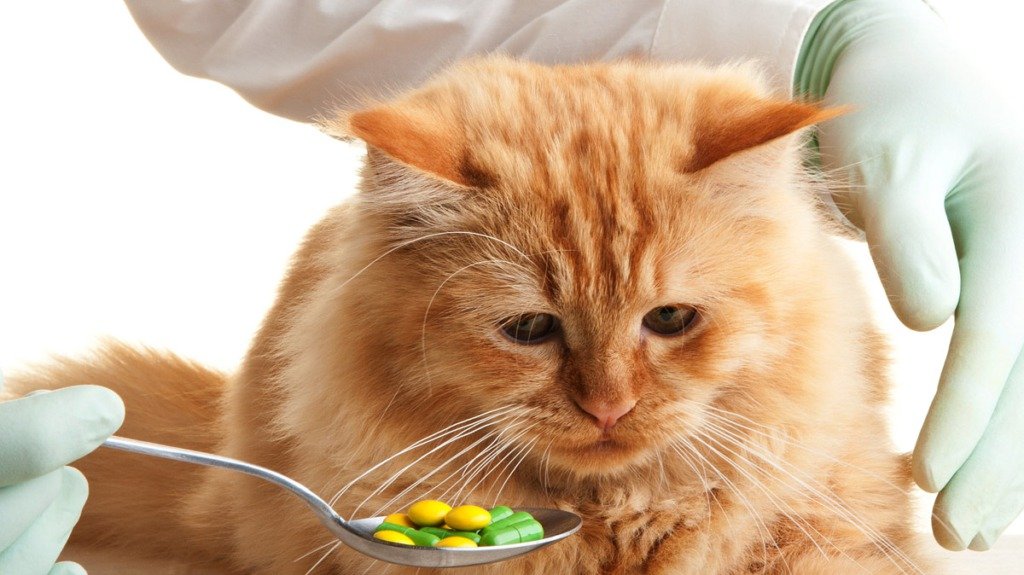 Как правильно дать таблетку кошке – делюсь личным опытом