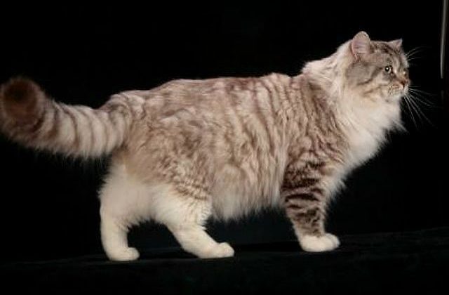 Рагамаффин – уникальная порода кошек