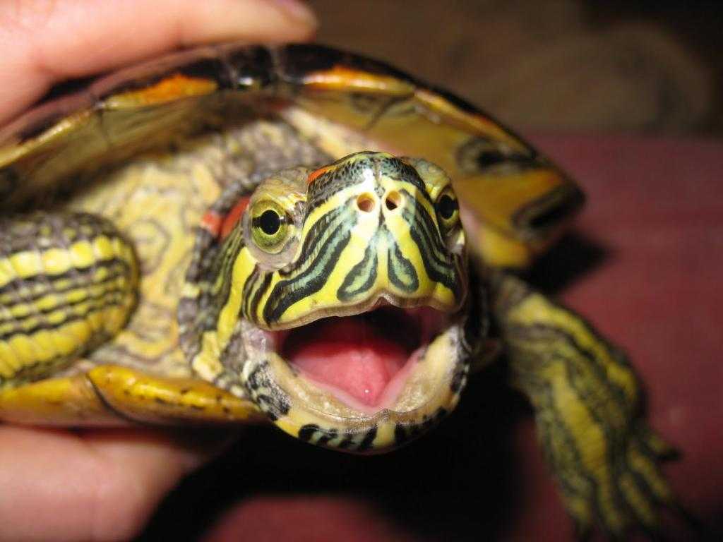 Сколько живут красноухие черепахи. продолжительность жизни
