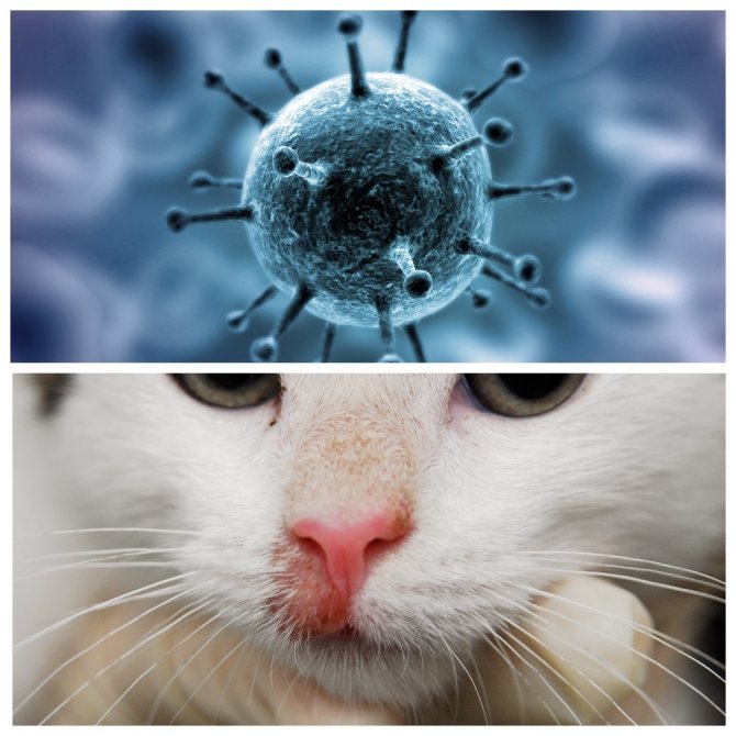 Токсоплазмоз у кошек: симптомы и лечение, диагностика и анализ, опасность для человека, профилактика токсоплазмоза у кошек и людей
