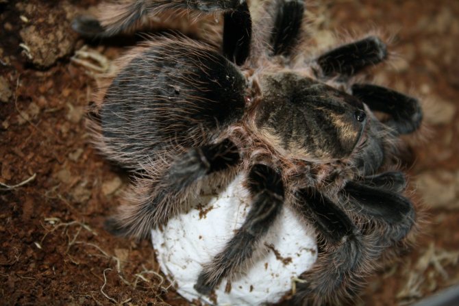 Паук тарантул — удивительно страшный и прекрасный