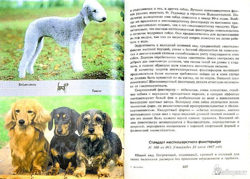 Описание породы собак ховаварт с отзывами владельцев и фото