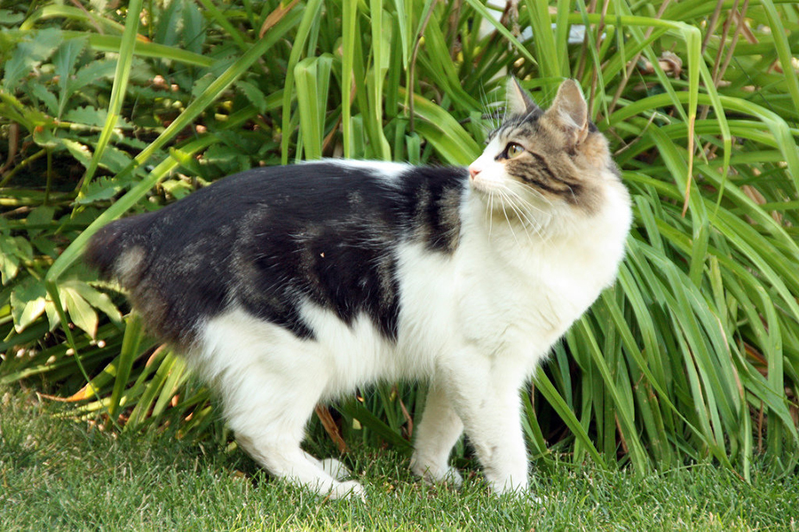 Кимрик (уэльская кошка)