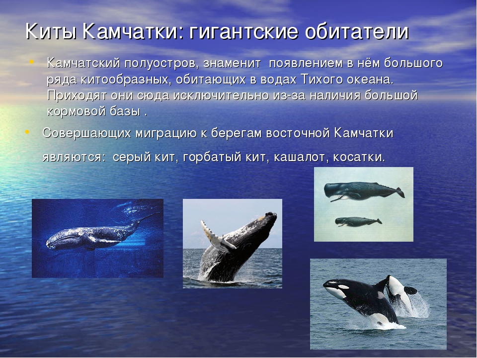 Серый кит: описание, ареал обитания, миграции, питание, размножение серых китов