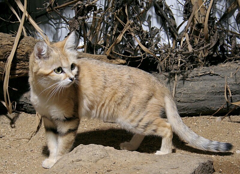 Барханный кот – описание уникальной породы, где обитает в природе и особенности содержания дома