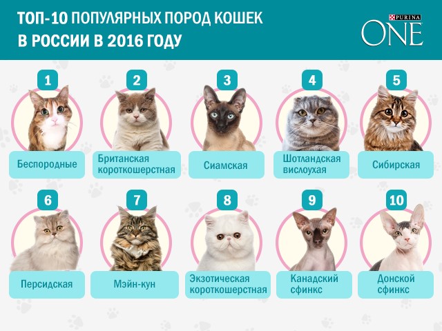 Топ-10 самых умных кошек в мире