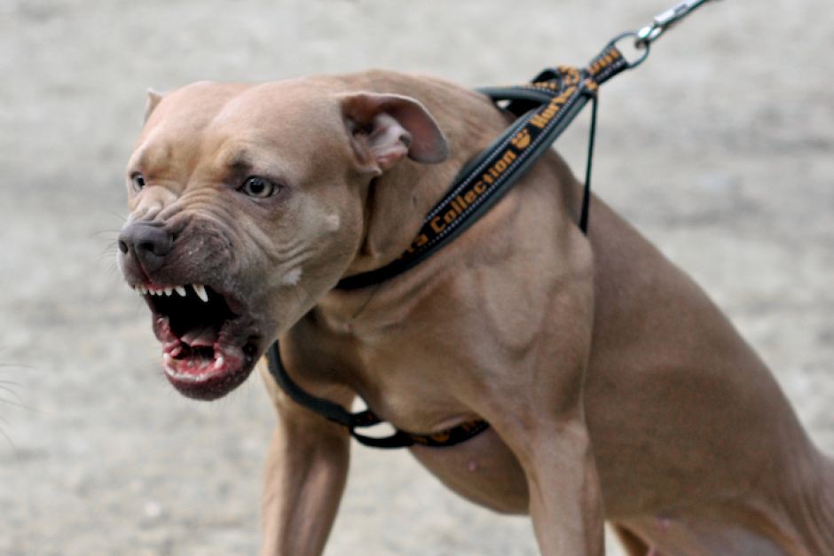 Самые агрессивные породы собак – pet-mir.ru