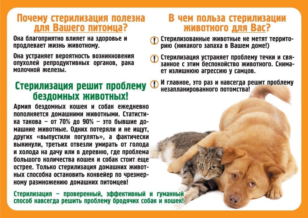 Этапы взросления щенка - советы кинолога сергея томилова на dogrf.ru