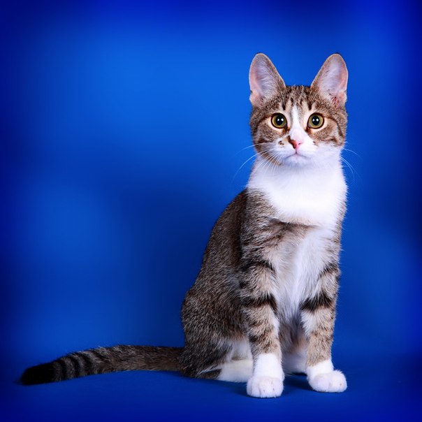 Бразильская короткошерстная кошка: описание породы с фото, правила содержания