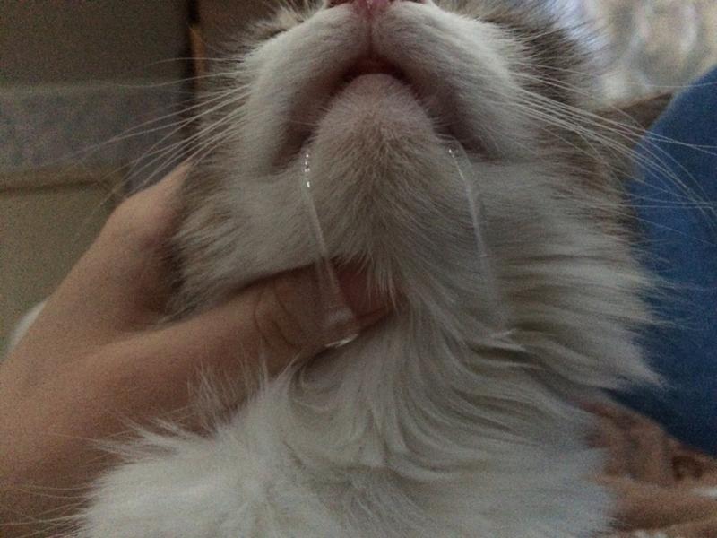 Почему у кота или кошки текут слюни изо рта: причины и лечение животного
