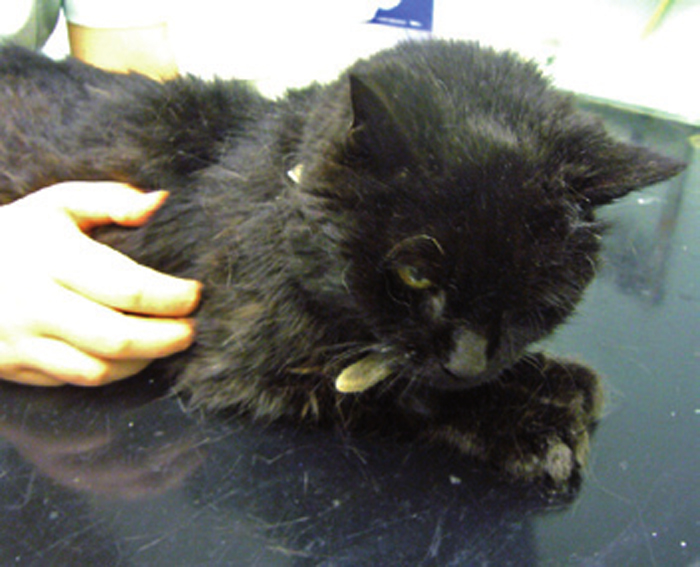 Кормление при мочекаменной болезни цистинового, фосфатного, силикатного и смешанного типа у кошек. ветеринарная клиника "зоостатус"