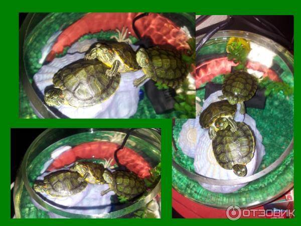 Как часто кормить красноухую черепаху