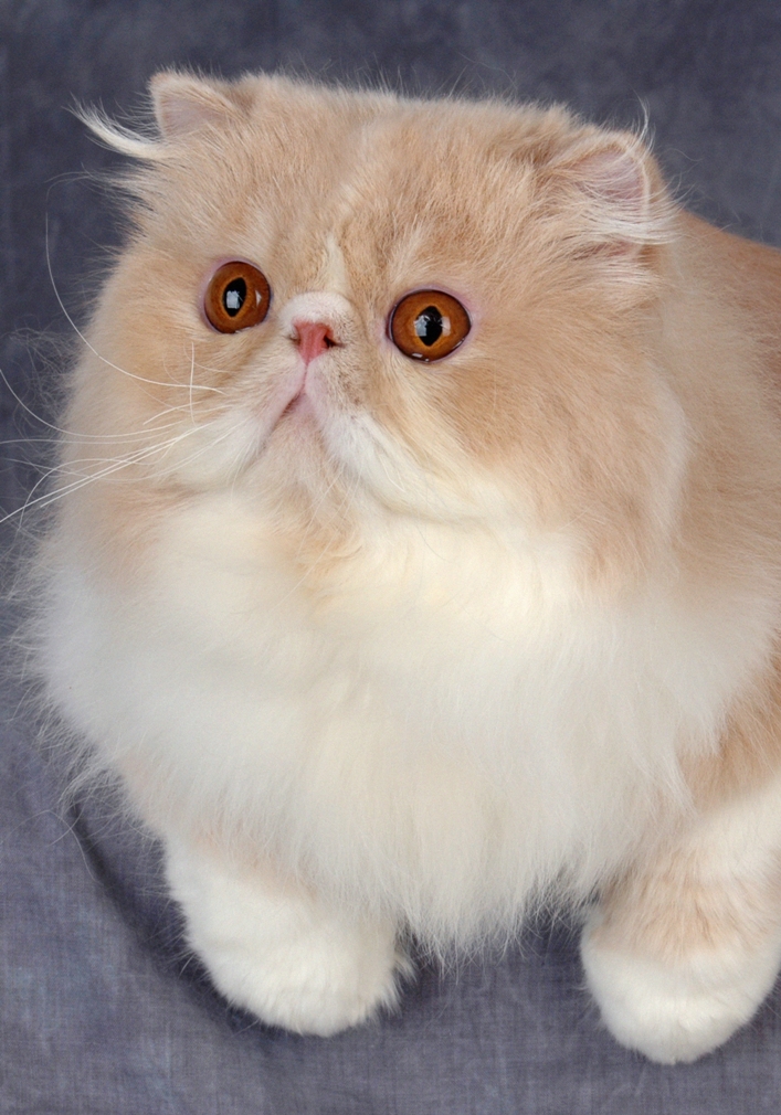 Порода кошек с большими глазами и приплюснутой мордой