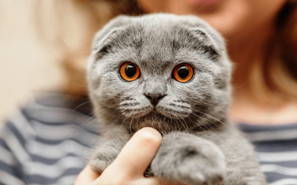 Шотландская вислоухая кошка: описание породы от а до я. фото, интересные факты, цена котят, внешний вид и особенности содержания