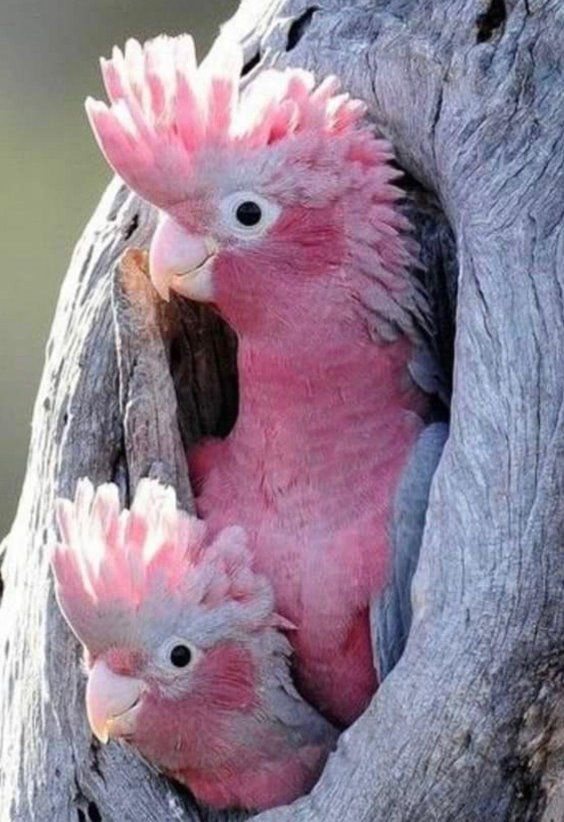 Попугай розовый какаду
