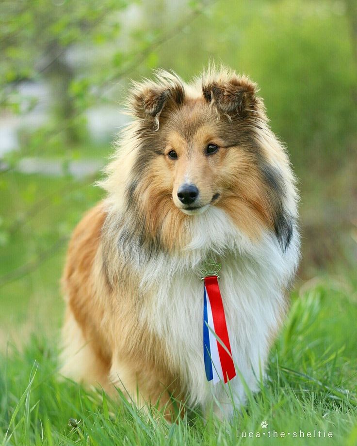 Собака породы шелти (шетландская овчарка): характеристика породы, описание и фото
