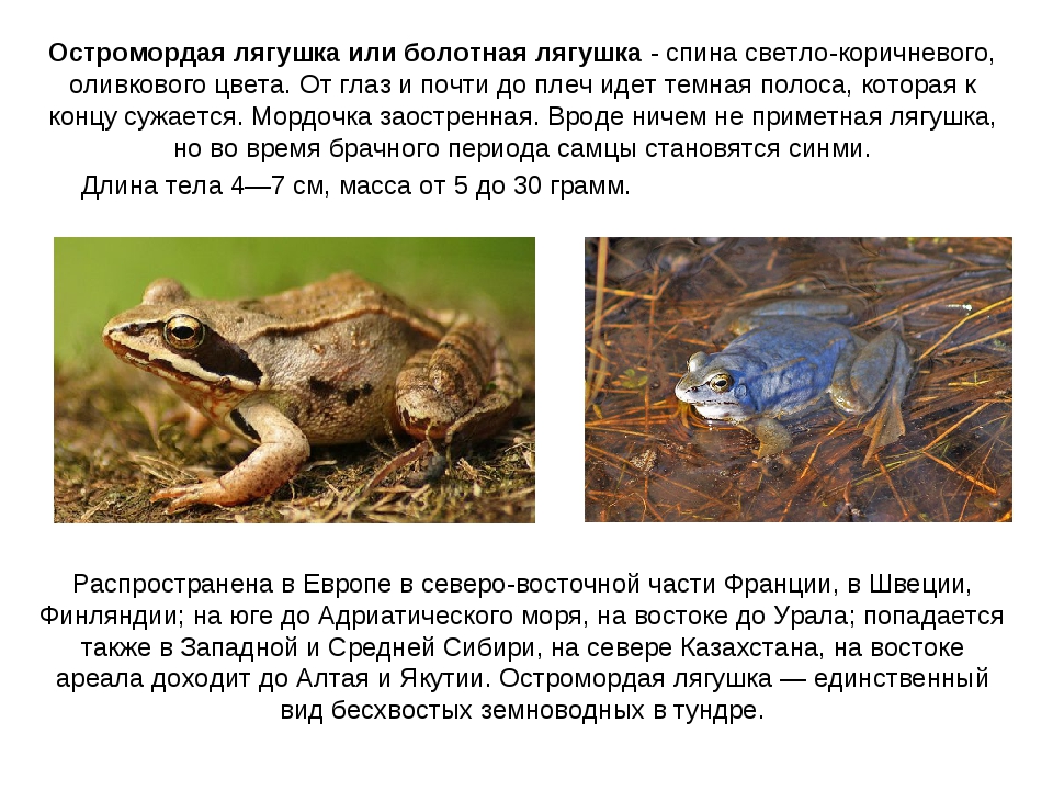Древесная лягушка. описание, особенности, виды, образ жизни и среда обитания древесных лягушек | живность.ру