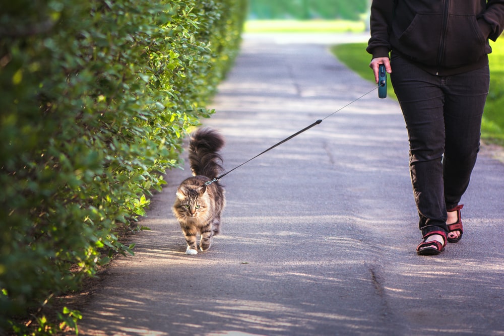 Нужно ли и как выгуливать кота, как приучить кошку ходить на поводке