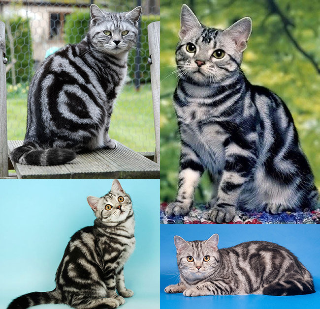 Окрасы кошек: виды и красивые расцветки с названиями