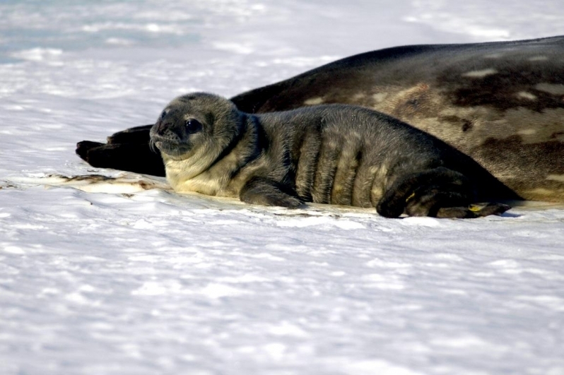 Животное тюлень: образ жизни, среда обитания, внешний вид, повадки, фото