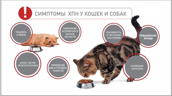 Самые распространенные болезни у кошек
