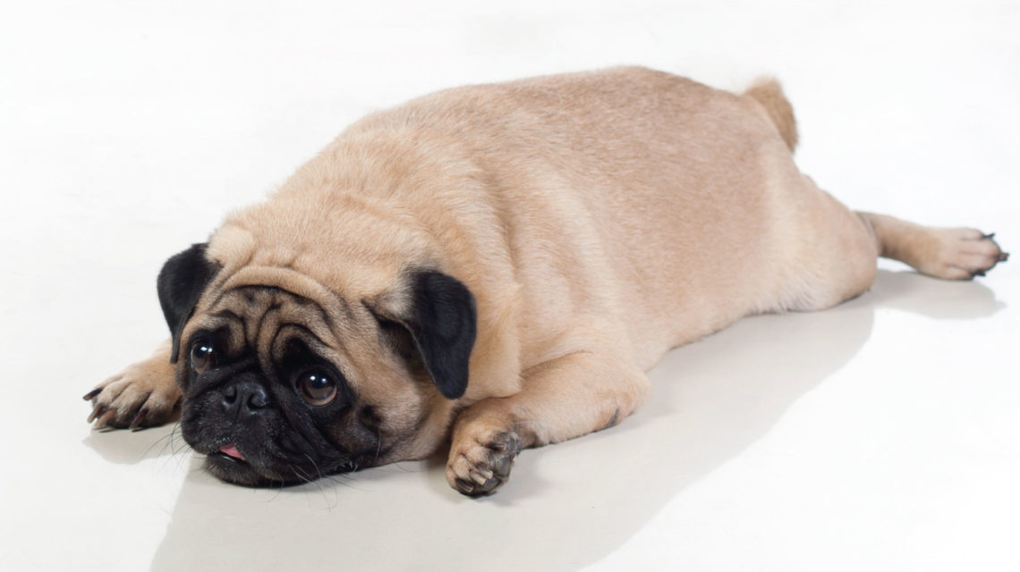 Ожирение у собак: симптомы, лечение, последствия без вмешательства, диета и корм - блог о животных - zoo-pet.ru