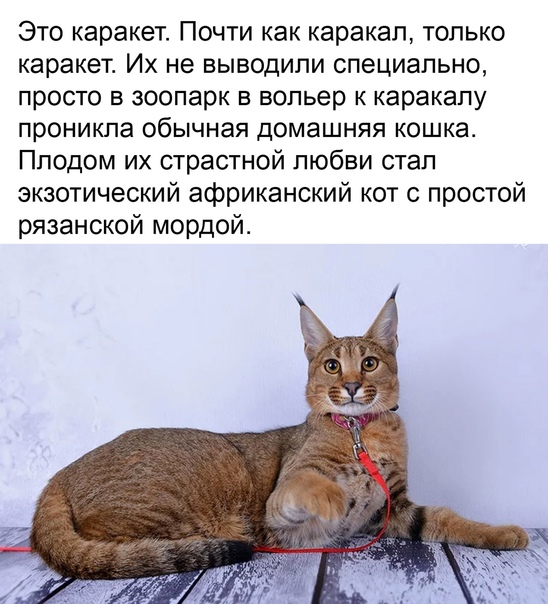 Каракал кошка: фото, описание породы, характер, цены