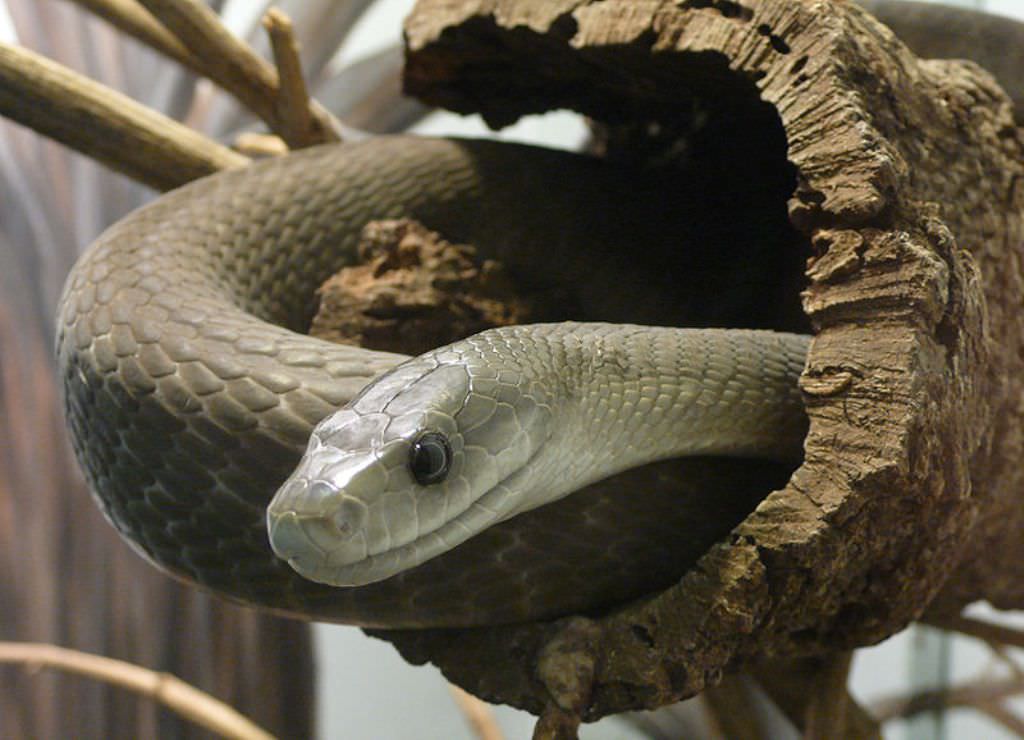 10 самых ядовитых змей в африке