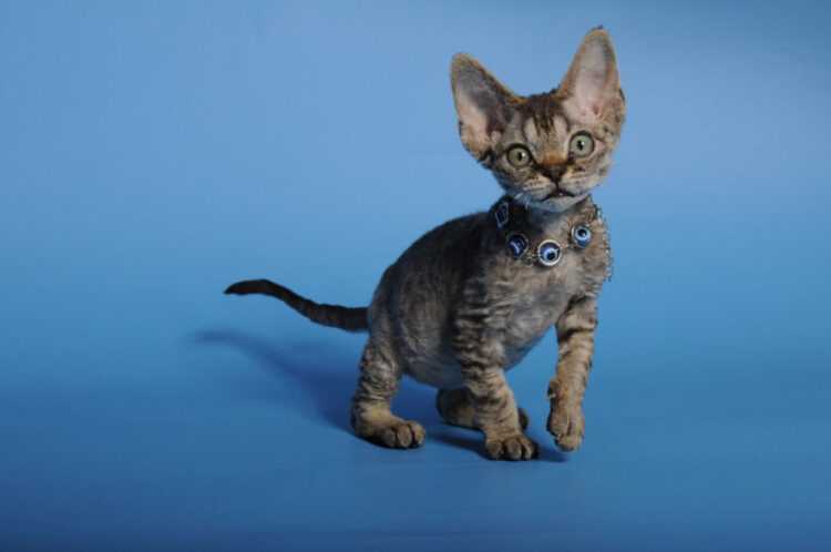 Порода кошки девон-рекс: характеристики, фото, характер, правила ухода и содержания - petstory