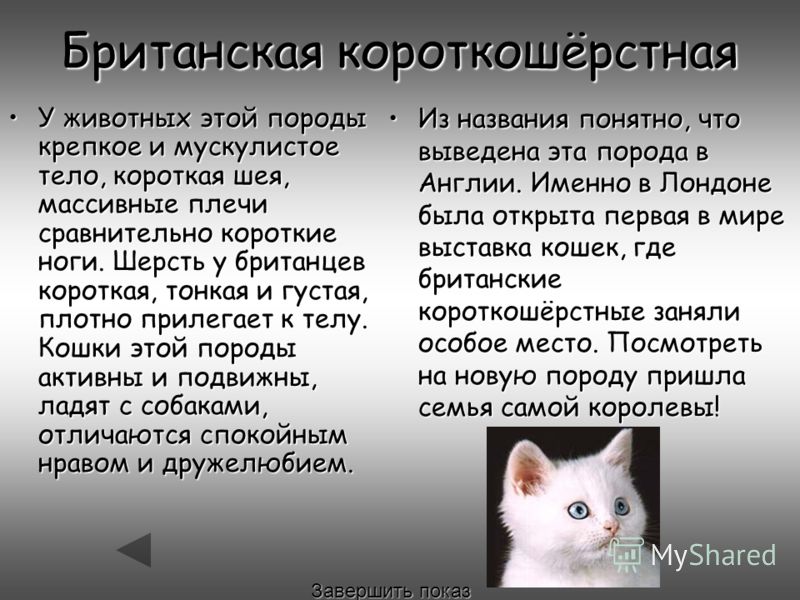 Невская маскарадная кошка: все о кошке, фото, описание породы, характер, цена