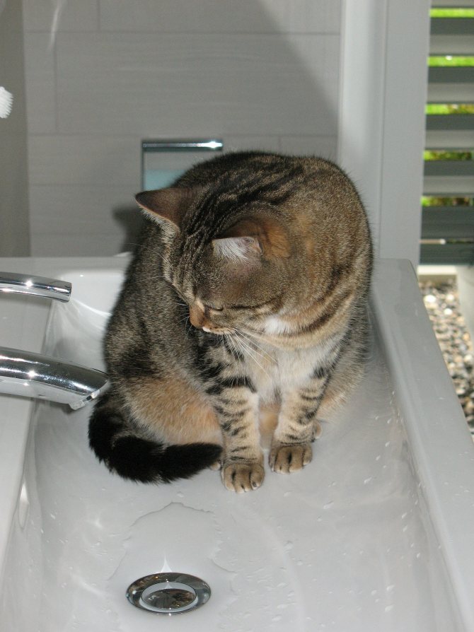 Как искупать кошку, если она боится воды?