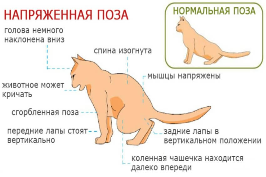 Здоровое мочеиспускание у кошек и котов: сколько раз в день должен писать котёнок и взрослое животное, отклонения от нормы и их причины