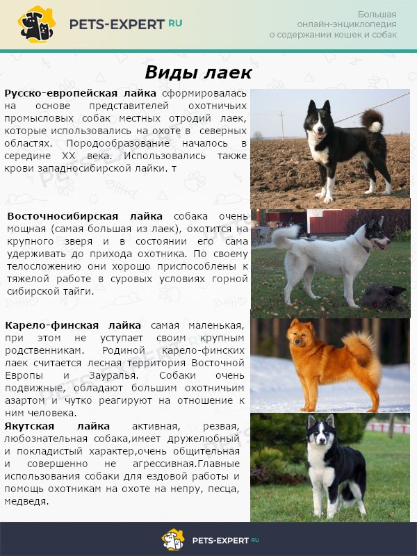 Русско-европейская лайка: описание породы, черная восточно-европейская собака