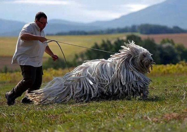 Венгерская овчарка (комондор): фото и описание древней породы собак