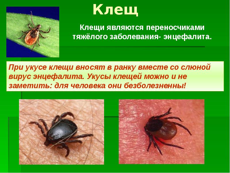 Опасен ли укус скорпиона