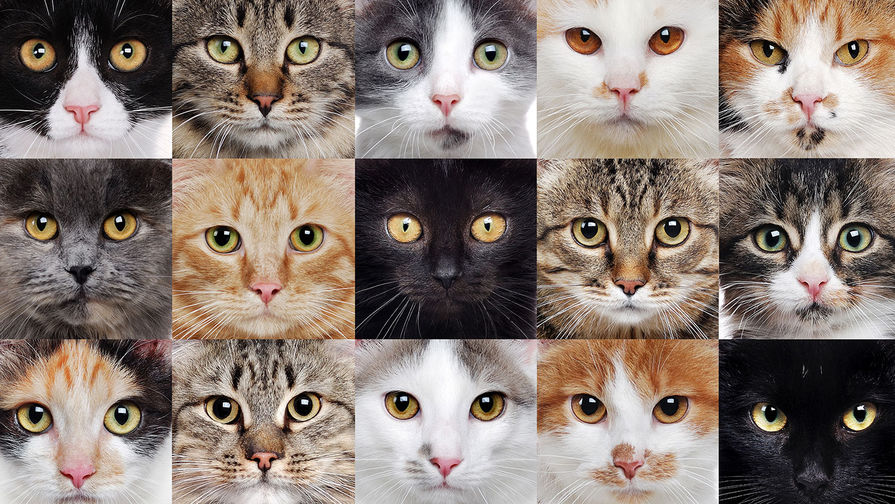 18 лучших пород кошек