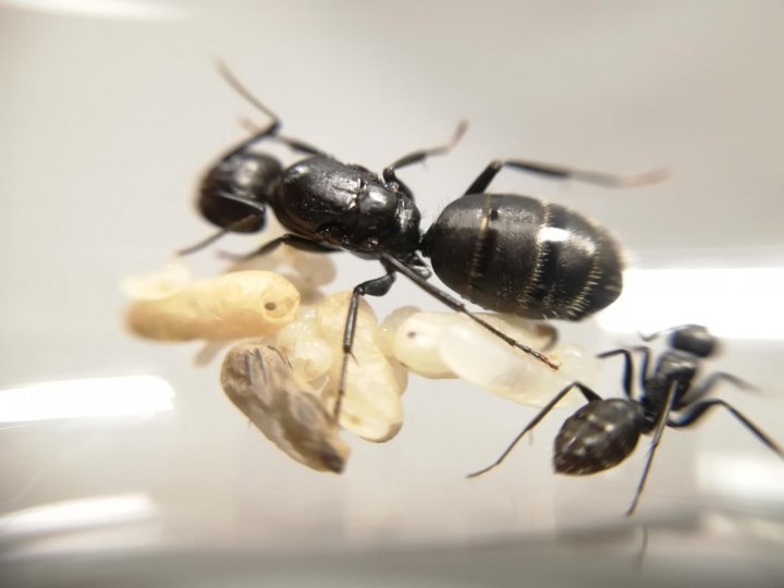 Camponotus turkestanus (туркменистанский земляной муравей)