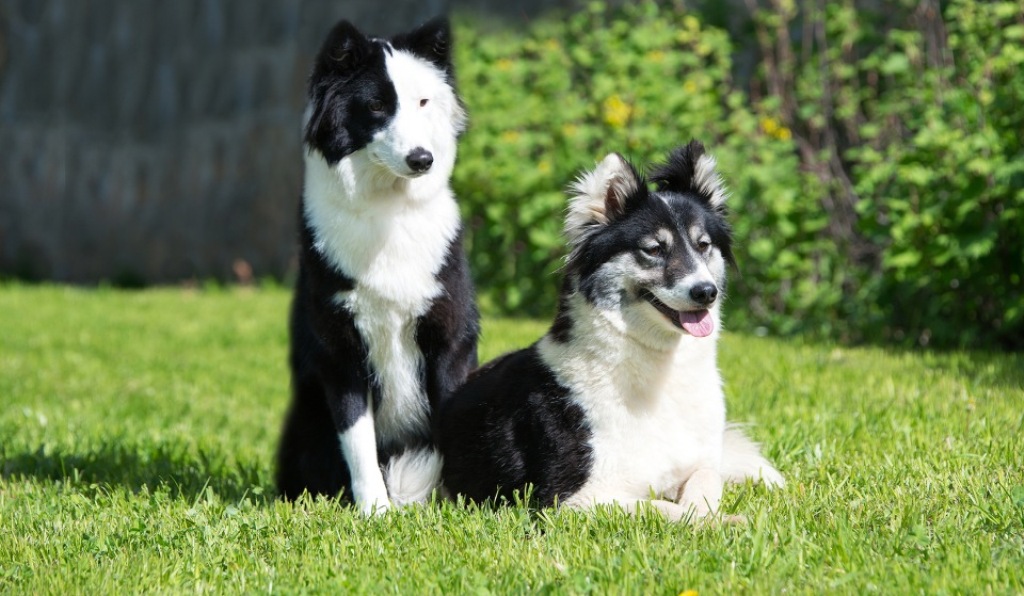 Западно-сибирская лайка собака. описание, особенности, уход и цена породы | живность.ру