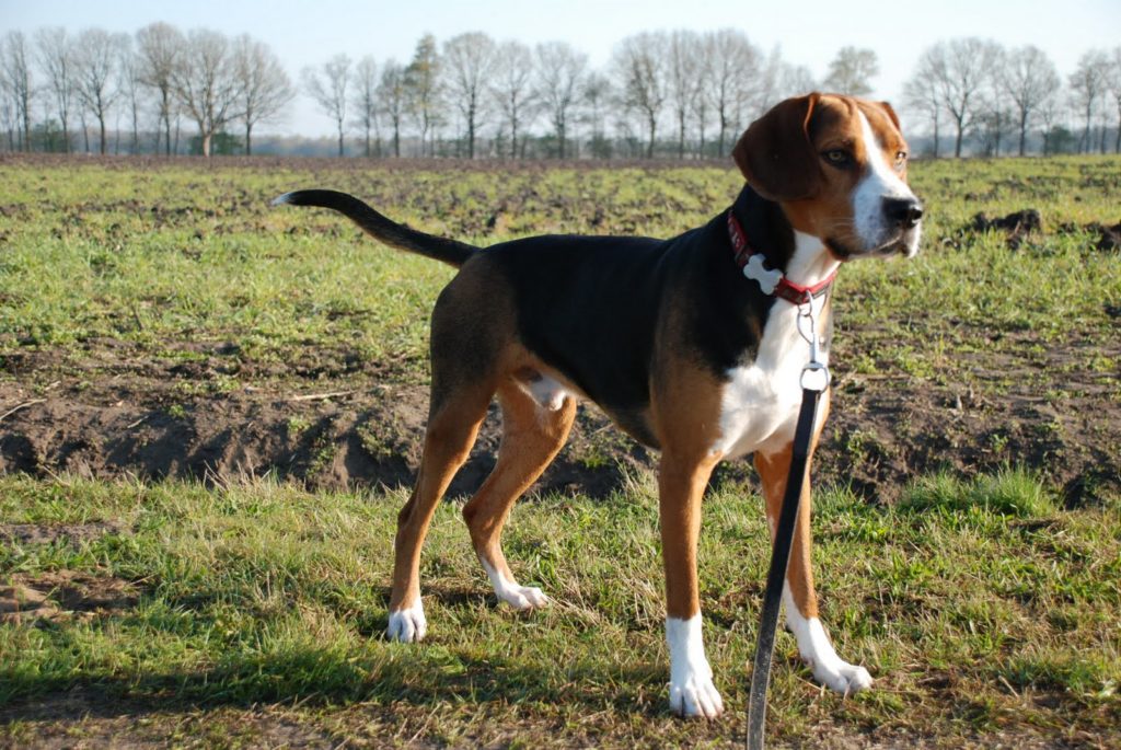 Гончие собаки топ-15: породы с фото, названиями и описанием