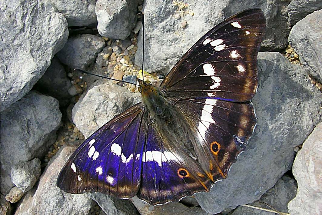 Бабочка траурница: фото и описание лесной долгожительницы