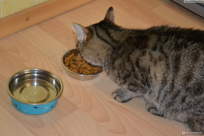 Кот не ест и не пьет: что делать, причины, лечение