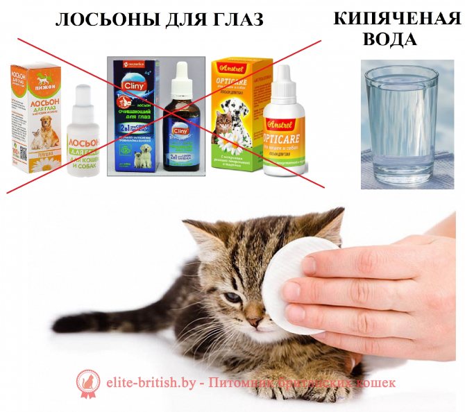 7 советов по уходу за новорожденными котятами