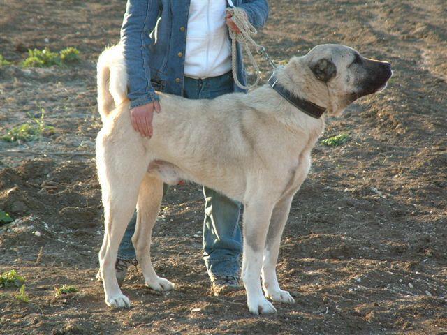 Турецкий кангал собака. описание, особенности, уход и цена турецкого кангала | животный мир