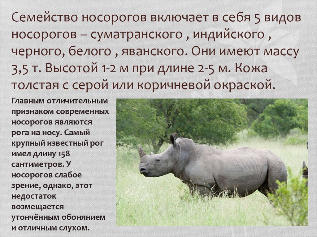 Во вьетнаме убит последний яванский носорог. ридус