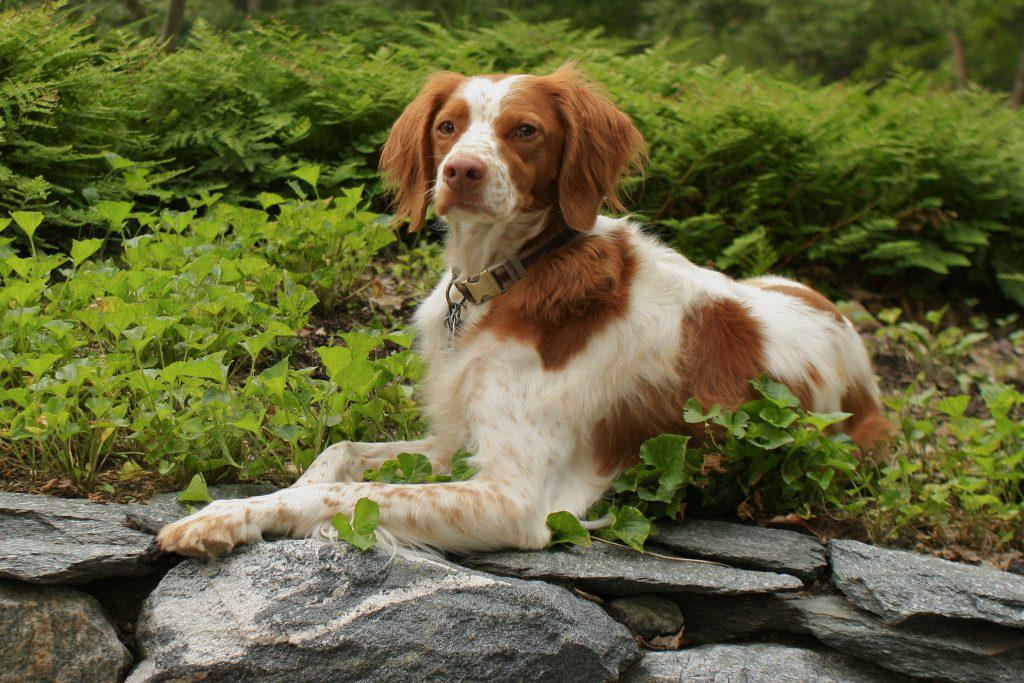 Описание породы собак бретонский эпаньоль с отзывами и фото